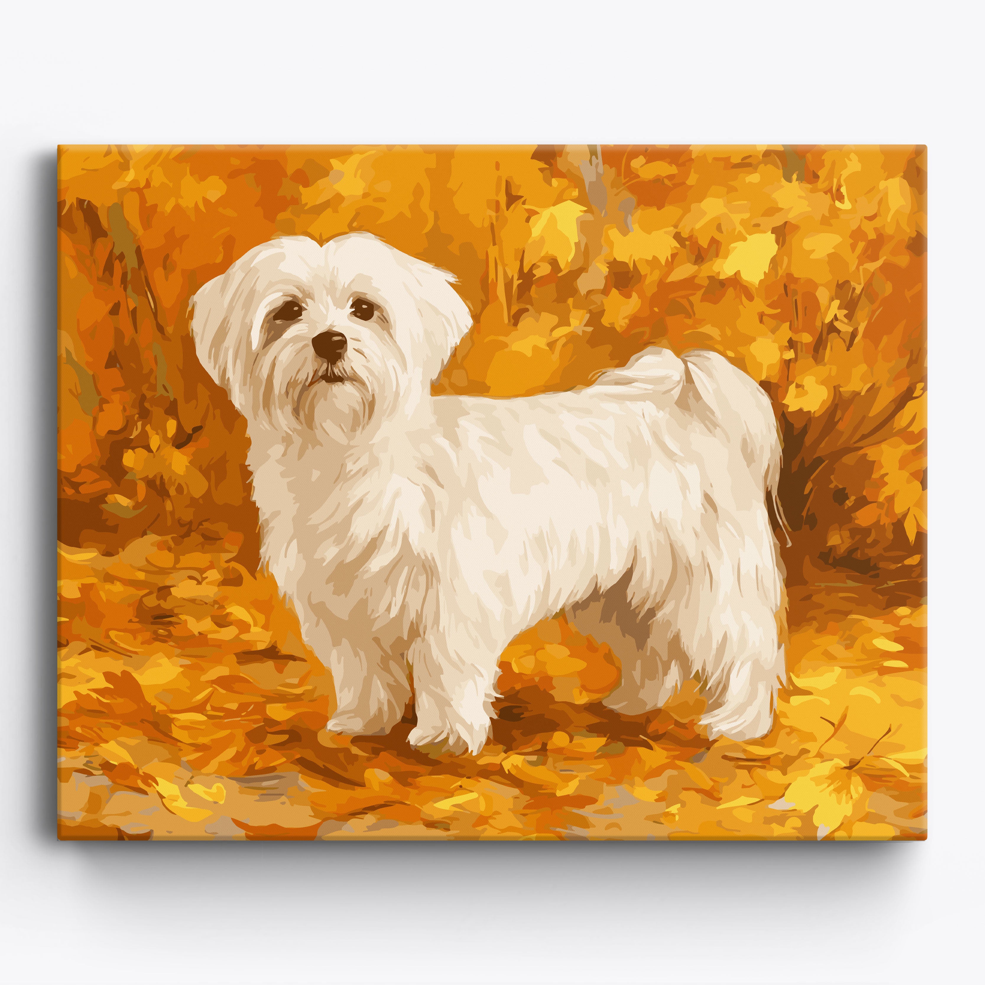 Fall Maltese No Frame / 50x40cm