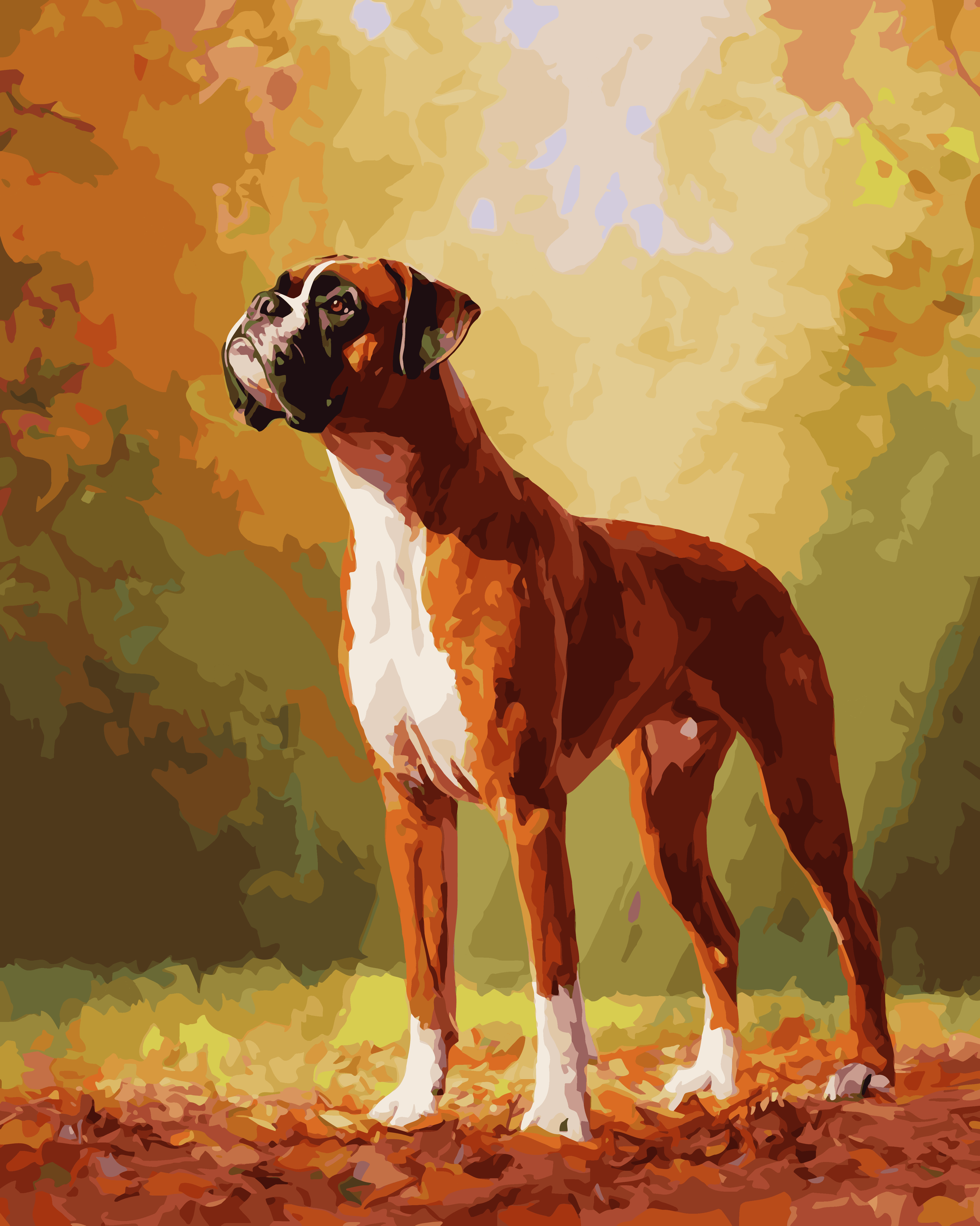 Bold Boxer